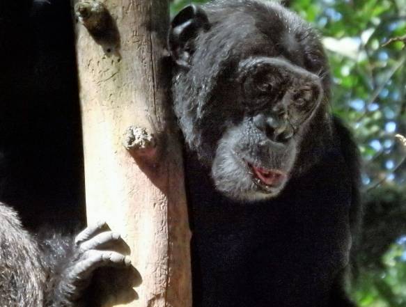 Chimpanse trek Uganda
