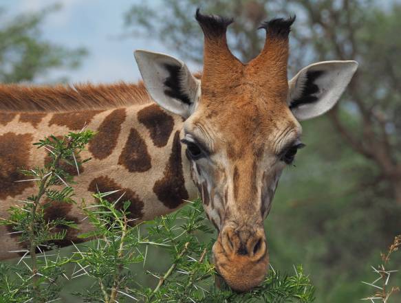 Masai Mara og og mod Kampala i Uganda