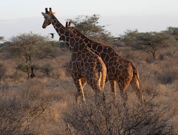 Samburu og Lake Nakuru