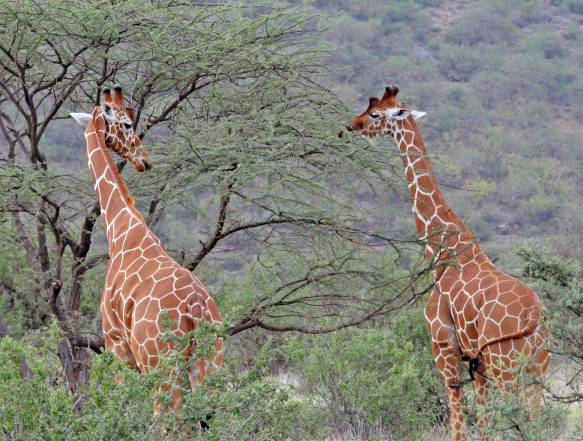 netgiraf Samburu - reticulata giraffe KiplingTravel