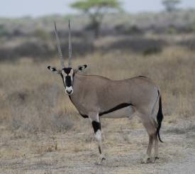 Samburu Game Reserve Beisa Oryx hesteantilope