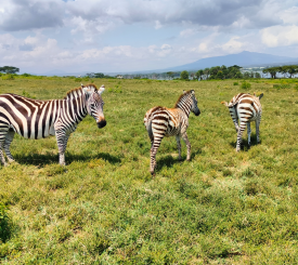 Chogoria skovene, Nairobi samt afrejse Nairobi mod København