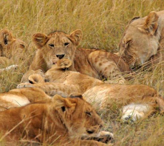Masai Mara Kenyasafarirejse