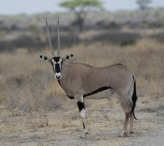Samburu Game Reserve Beisa Oryx hesteantilope