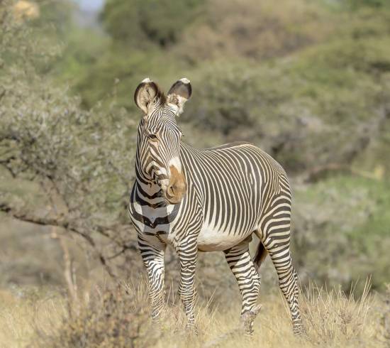 Grevys Zebra Samburu nationalpark