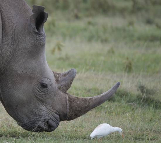Lake Nakuru næsehorn