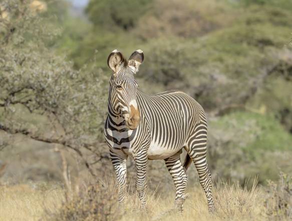 Grevys Zebra Samburu nationalpark