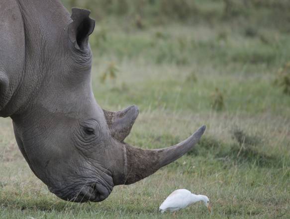 Lake Nakuru næsehorn