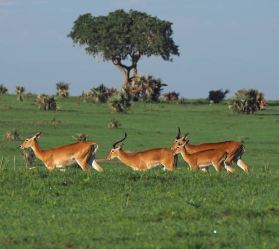 Tarangire safari og baobab træer