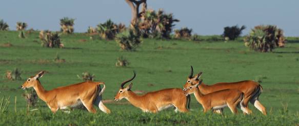 Tarangire safari og baobab træer