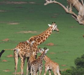 Safari i Kenya og Tanzania
