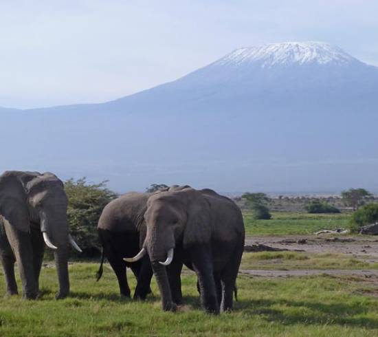 Amboseli og Kilimanajro