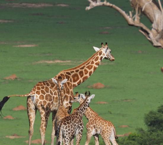 Safari i Kenya og Tanzania