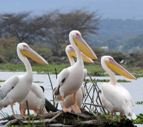Lake Naivasha og Cresent Island