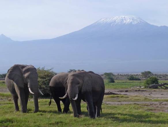 Amboseli og Kilimanajro