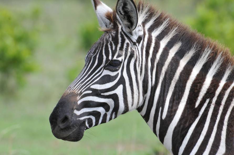 Kilimanjaro, safari og Zanzibar