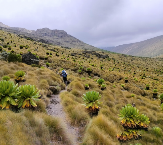 Judmeier Camp - Summit Circle: Haubergs Col, Mackinders Camp 4.200 meter