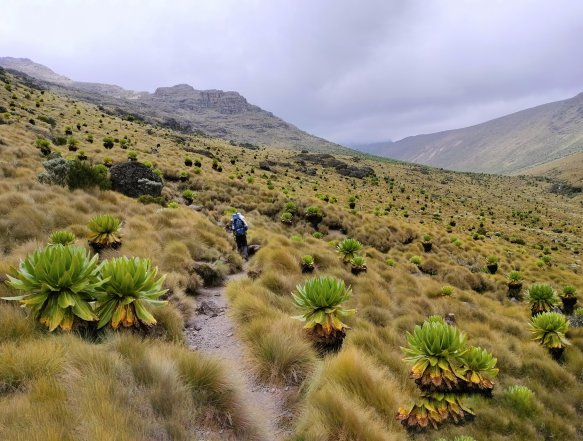 Judmeier Camp - Summit Circle: Haubergs Col, Mackinders Camp 4.200 meter
