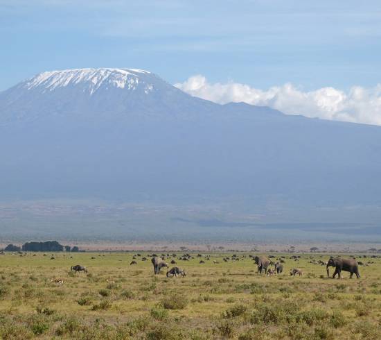 Elefanter i Amboseli
