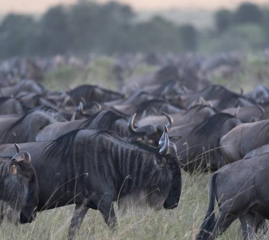 safarirejse til Kenya