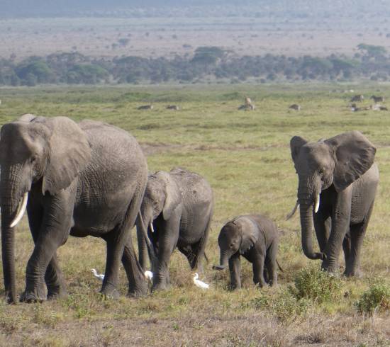 safarirejse til Kenya