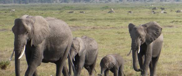 safarirejse til Kenya