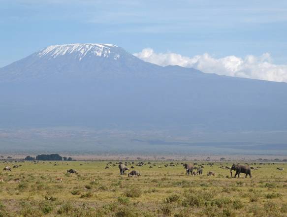 Elefanter i Amboseli