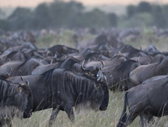 safarirejse til Kenya