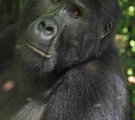 Gorillaer i tågeskovene