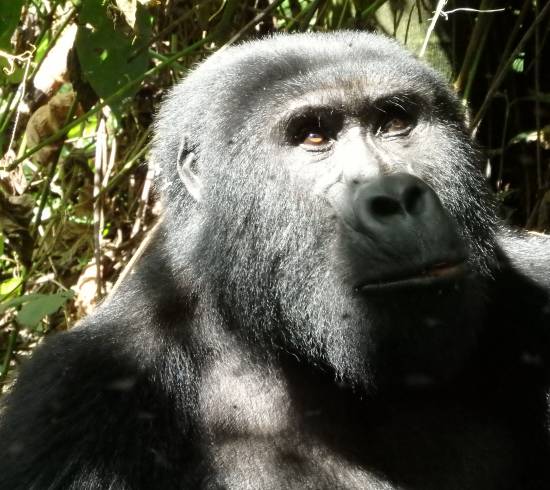 Gorillaer i tågeskovene