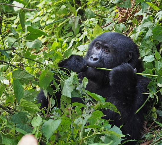 Mod Virunga bjergene og Bwindi