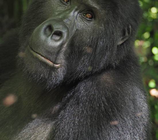 Gorillaer i tågeskovene