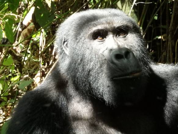 Gorillaer i tågeskovene