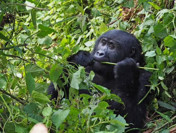 Mod Virunga bjergene og Bwindi