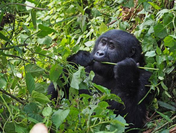 Gorilla-trek-Uganda