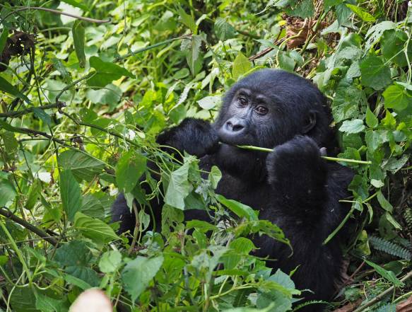 Gorilla-trek-Uganda