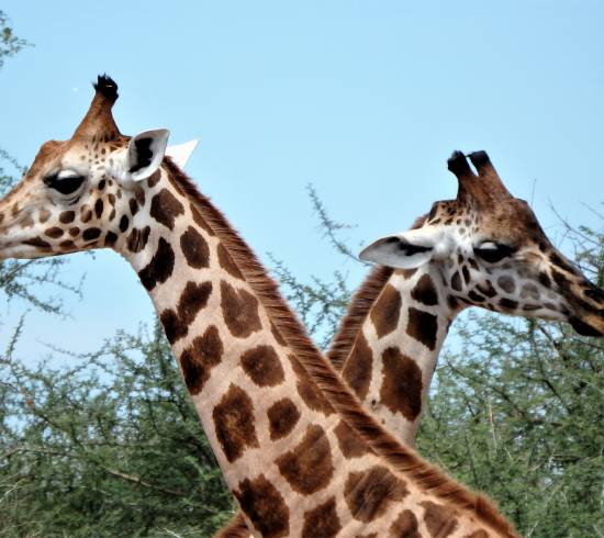 Queen Elisabeth National Park