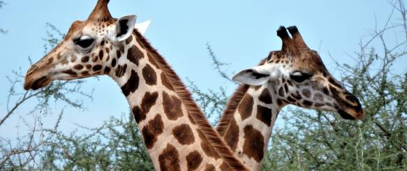 Queen Elisabeth National Park