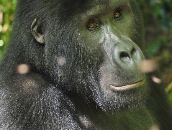 Uganda-Gorilla-Trekking