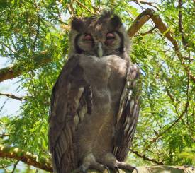 Queen Elisabeth National Parko og Ishasha