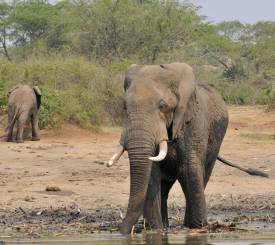 Safari i Queen Elisabeth National Park