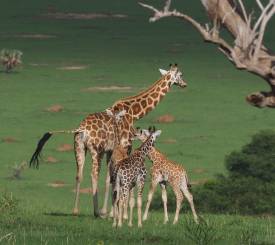 Rwenzori og Queen Elisabeth National Park