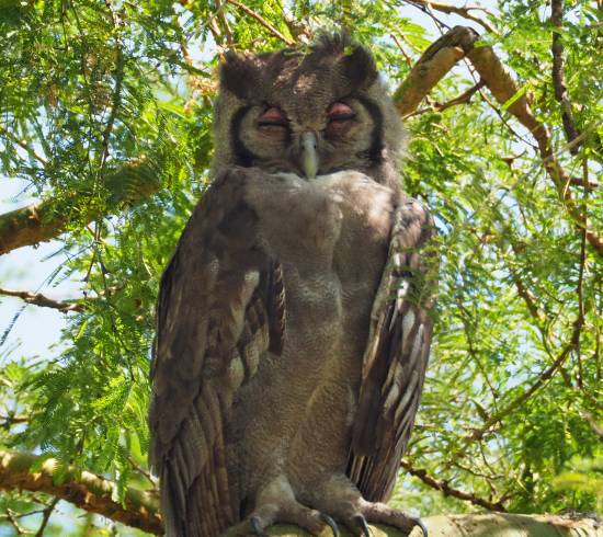 Queen Elisabeth National Parko og Ishasha