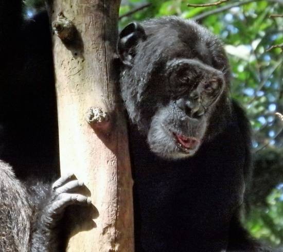 Chimpanse trek i Kibale Forest National Park