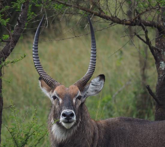 Queen Elisabeth National Park med Kasenyu, Kazinga 