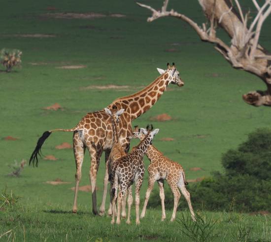 Rwenzori og Queen Elisabeth National Park