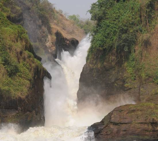 Næsehorn i Ziwa Rhino Sanctuary og Murchison Falls