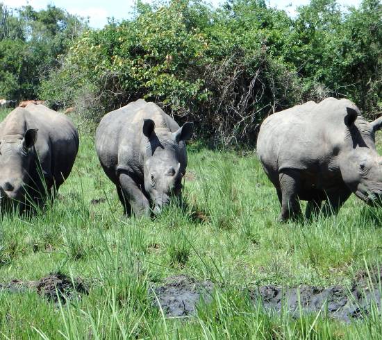 Safari i Murchinson Falls nationalpark og det store vandfald