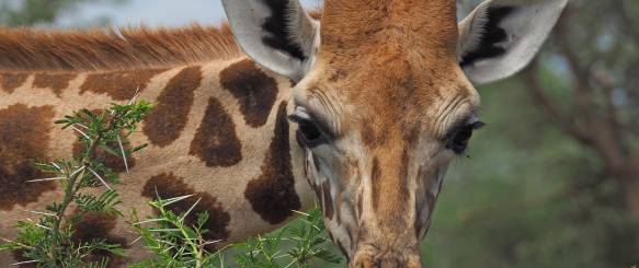  Ishasha, Lake Edward