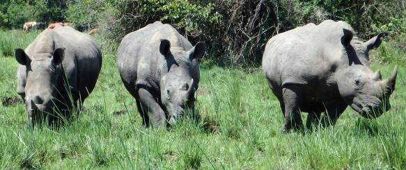 Safari i Murchinson Falls nationalpark og det store vandfald